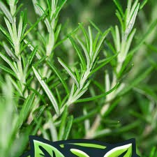 ROSEMARY